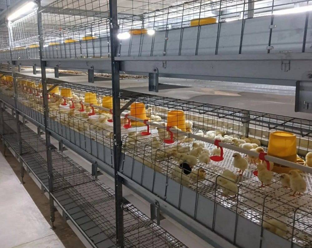 Broilerbeleuchtung: Das beste Licht für Hühnerbrüter